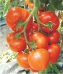 Seminte Tomate - Hibrid de tomate extratimpuriu